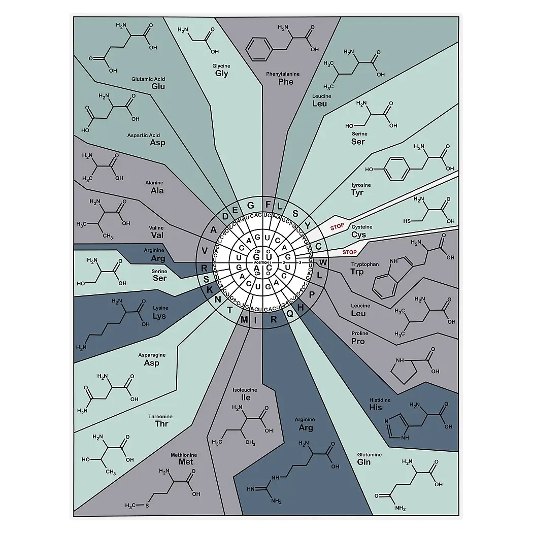 Genetic Code Diagram - Blue Biology Jubject Posters | Science Posters ...