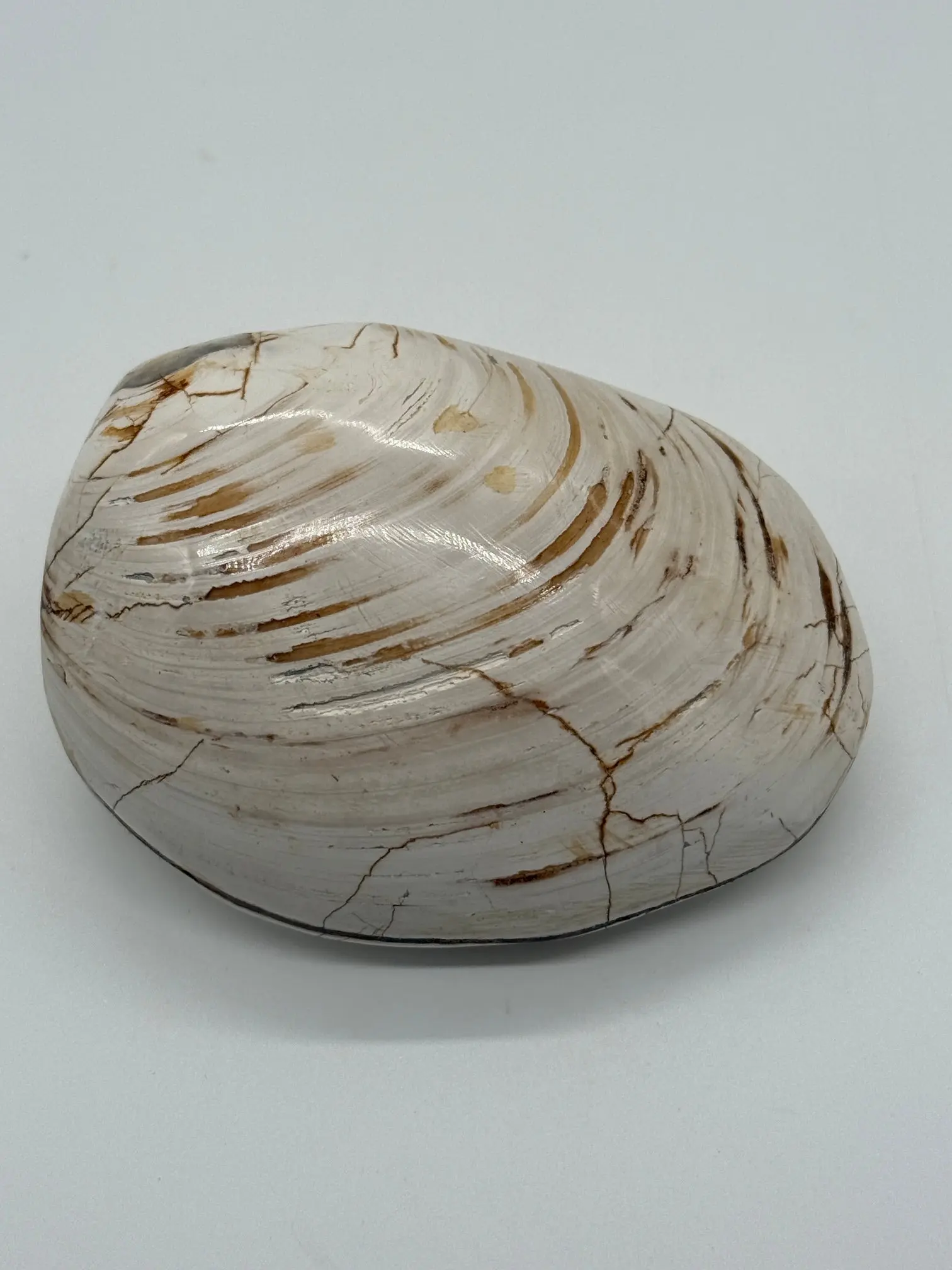 POLISHED FOSSILIZED CLAM NATURAL CRYSTAL AND FOSSIL COLLECTION