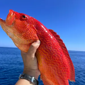 YeSaa Shop shop logo