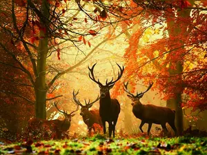 Jigsaw Puzzles 1000 Pieces for Adults Difficult Hard Jigsaw Puzzles for Women Men Premium Cardboard Precise Interlocking Elk Autumn（28 x 20 Inch)