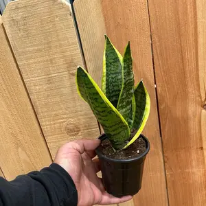 Futura Superba 4 Inch Plant Pot