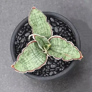 15CM Sansevieria Dragon Wing trifasciata Prain LiliaceaeSucculent Live Plant