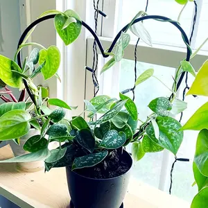 1pc Heart-Shaped Stake Durable Plastic 1pc Heart-Shaped Plant Support Stake | Circular Design for Enhanced Growth of Flowers & Plants | Ideal for Indoor & Outdoor Use, Adds a Unique Touch to Home & Garden Decor, Indoor Plant Trellis, Garden Supplies
