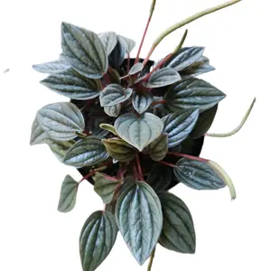 6" Peperomia Rosso Houseplant Decorative Plant Pet Friendly Easy Care Good for Beginners or Office
