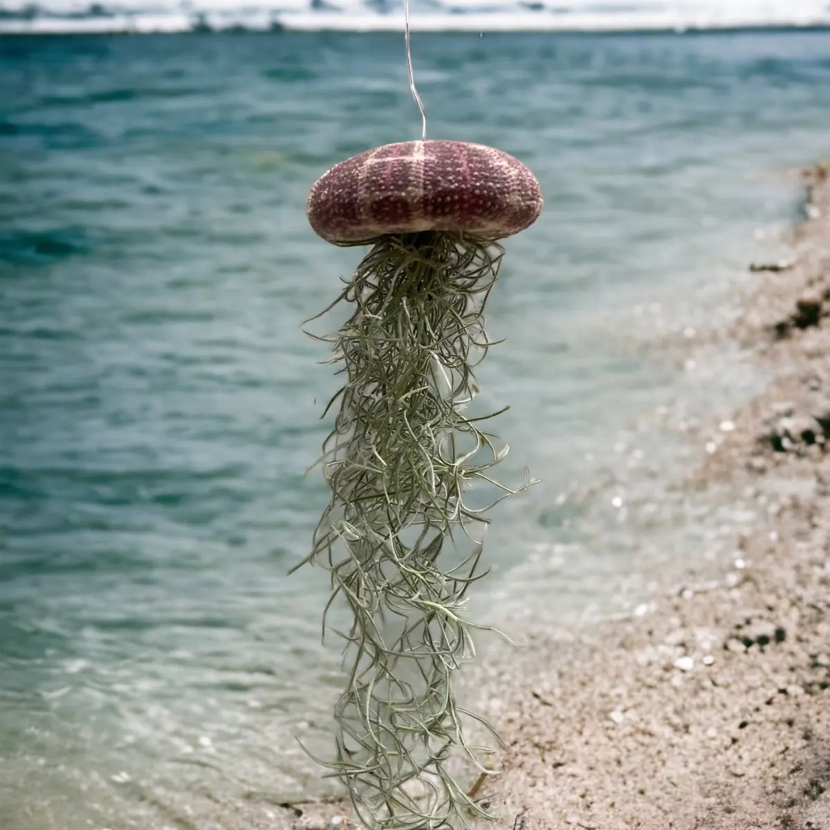 Jellyfish Air plant Hanger Jellyfish Air plant Hanger