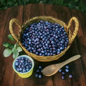 Organic Highbush Blueberry Seeds – Perennial, Easy to Grow, Home Garden Fruit Plant, Sweet Nutritious Berries(300 PCS)