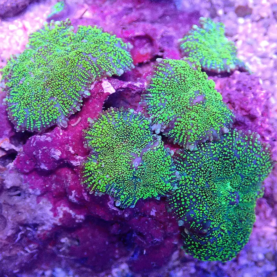 NEON MUSHROOM COLONY WYSIWYG