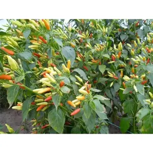 Tabasco Pepper SEEDS (Capsicum frutescens)