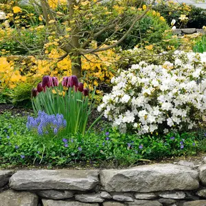 Garden Gem Spring Flower Bulb Mix – 300 Easy-Care Perennial Bulbs for Fall Planting – Fritillaria, Striped Squill, Allium Moly, Grape Hyacinth – Pollinator-Friendly & Deer Resistant