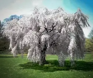 Weeping Cherry Tree - Live Plant - 6-12" Tall Seedling - 2.5" Pot - Ships Potted - No Ship To AK, HI and P.R.