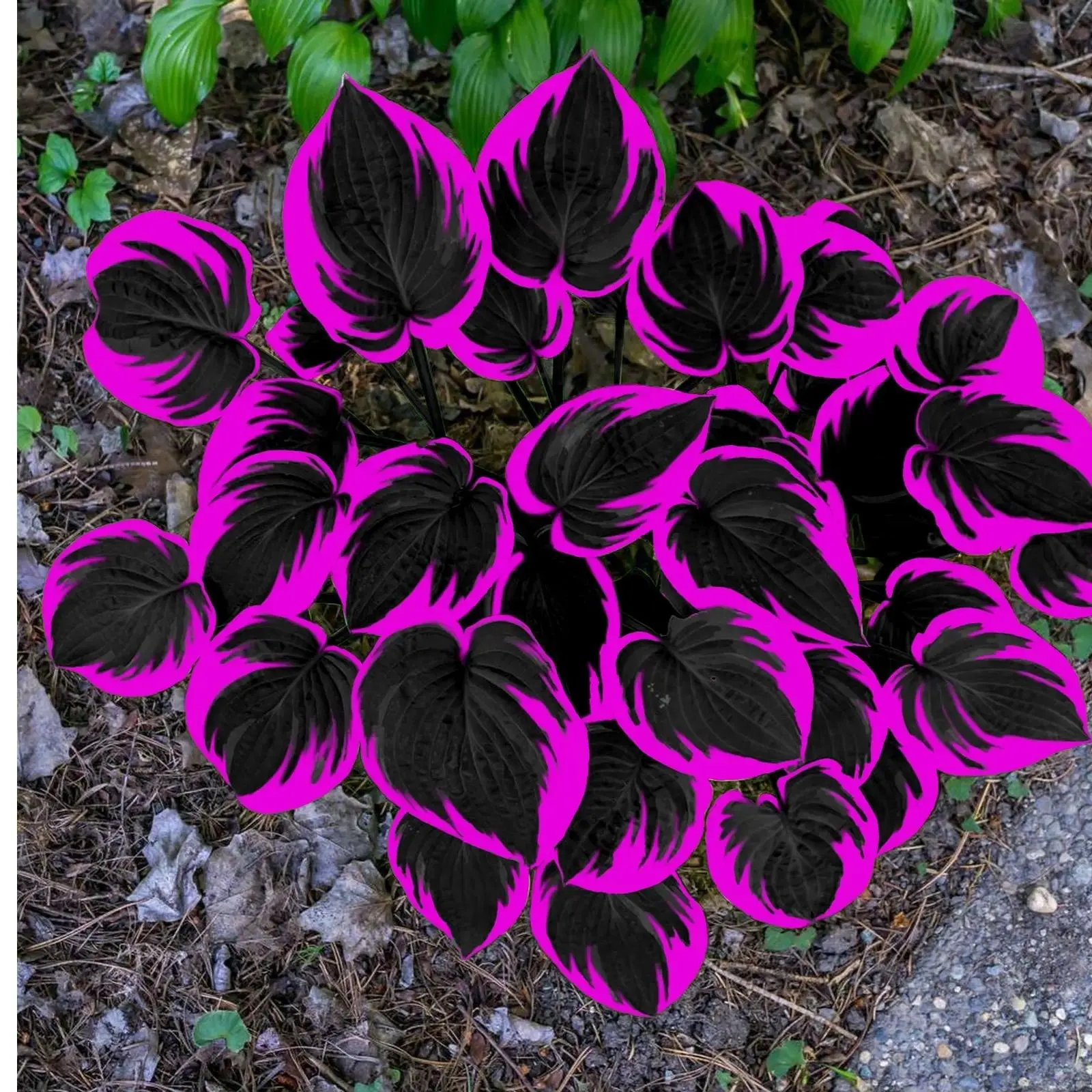 300 high-quality hosta seeds  . guaranteed viable with no bad seeds. A perennial shade plant, perfect for gardens and yards. Made in the USA |   Non-GMO |