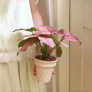 LZ09 / Pink Syngonium Live Houseplant in 4 Inch Pot | Colorful Indoor Foliage Plant for Home & Office Decor