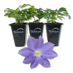 Clematis Diana's Delight - Live Starter Plants in 2 Inch Growers Pots - Starter Plants Ready for The Garden - Rare Clematis for Collectors