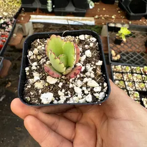 2” Mother of thousands Plant 2” Mother of thousands Plant