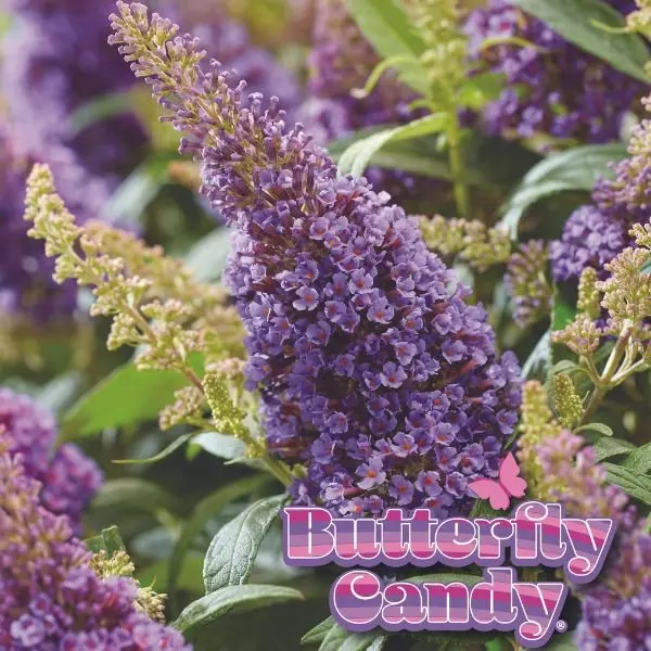 Butterfly Candy™ Lil' Lavender™ Butterfly Bush