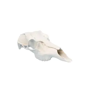 RECORD KEEPER - SKULL CAP EUROPEAN ANTLER MOUNT