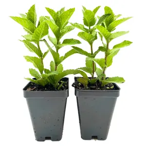 Kentucky Mint (Mentha spicata 'Kentucky Colonel')