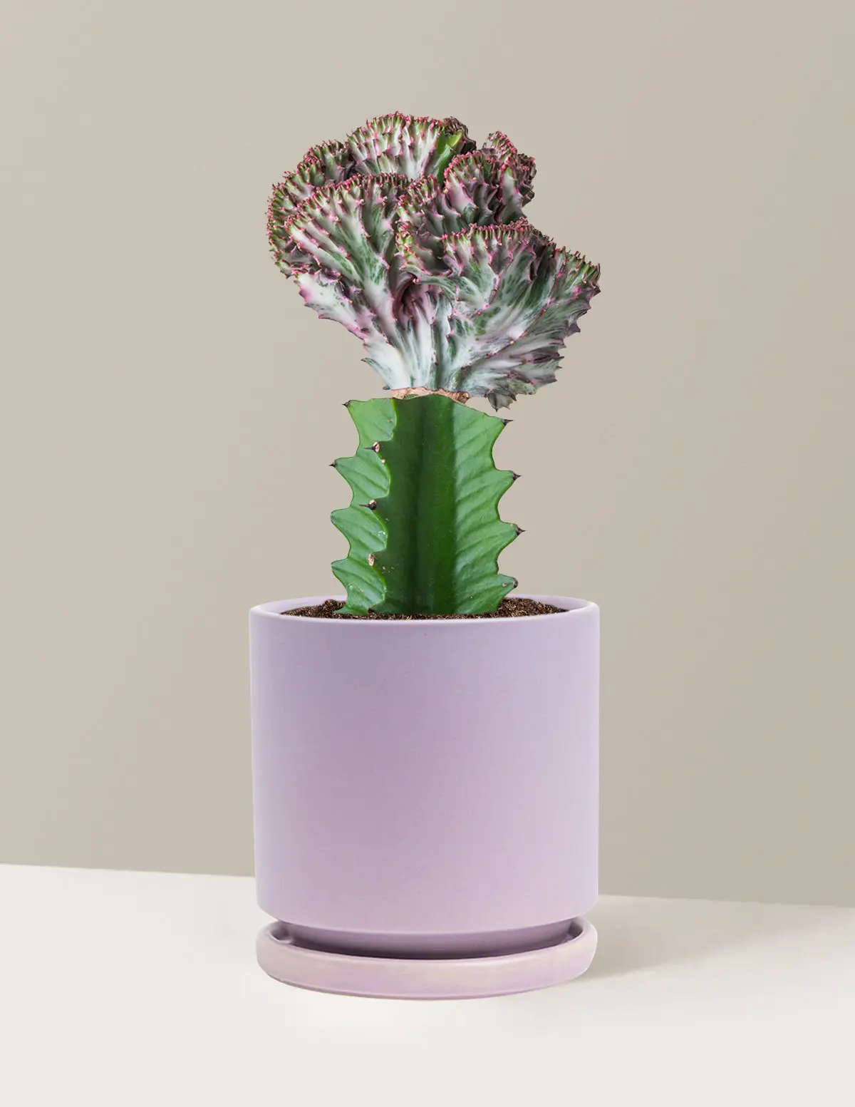 Variegated Mermaid Tail Cactus (Euphorbia Lactea) Rare Cultivar Live Indoor Home Decor Plant, 8-12in Tall Succulent, Nursery Grow Pot Included, Unique Shape Conversation Piece for Cactus Collectors’ Bright Light Settings