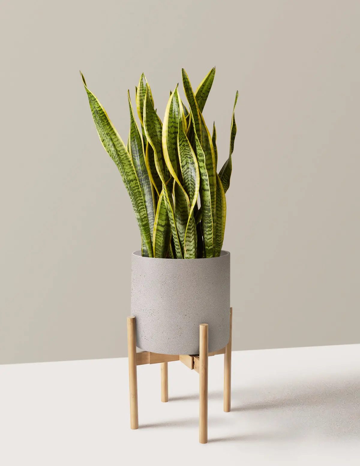 Snake Plant Laurentii