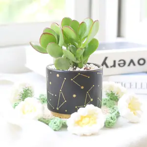 Crassula Ovata Obliqua Jade Plant