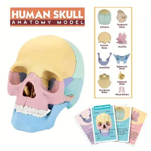 Educational Science Toy, Plastic Human Skull Puzzle Model, Detachable Organs, Suitable for Children Learning, Perfect Gift for Christmas Halloween New Year