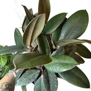 6” Ficus Elastica burgundy | Rubber plant