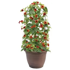 Tangerine Slice A-Peel® Black-Eyed Susan Vine