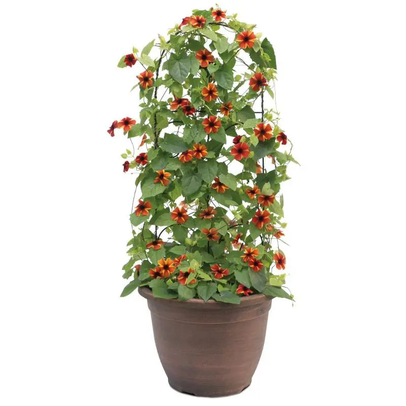 Tangerine Slice A-Peel® Black-Eyed Susan Vine
