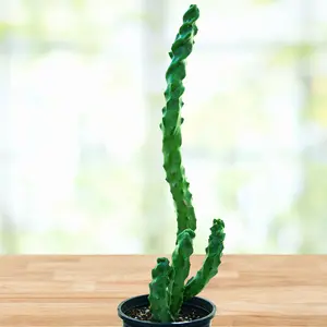 Spiral Totem Pole Cactus