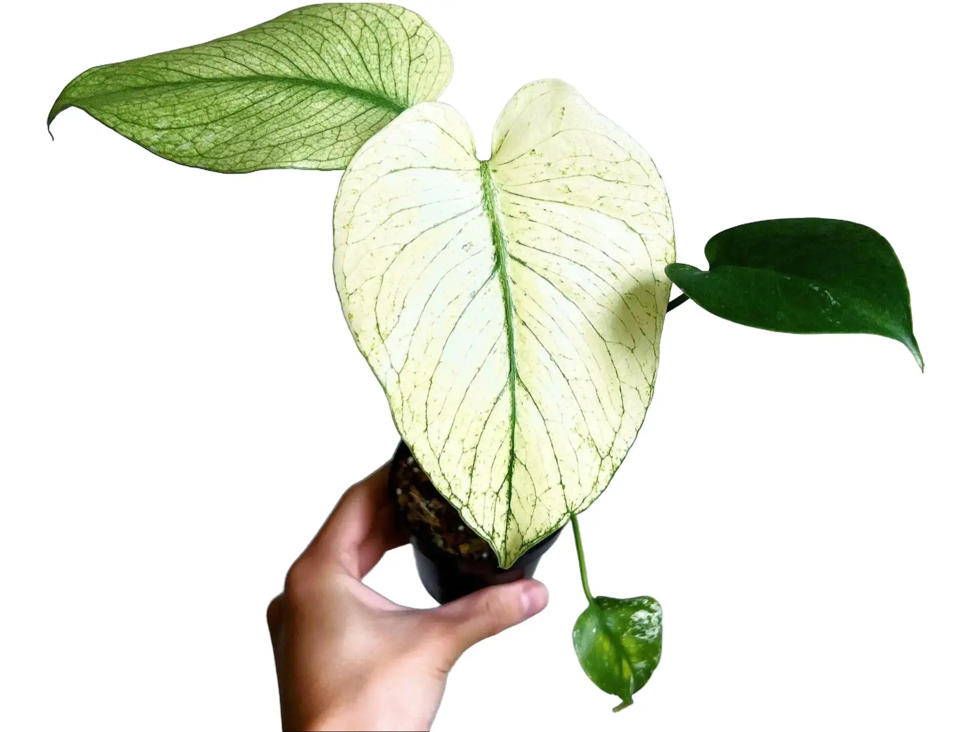 White Monster Monstera Tissue Culture - Live Houseplant - Indoor Plant Gift - Embryonic Plantlet