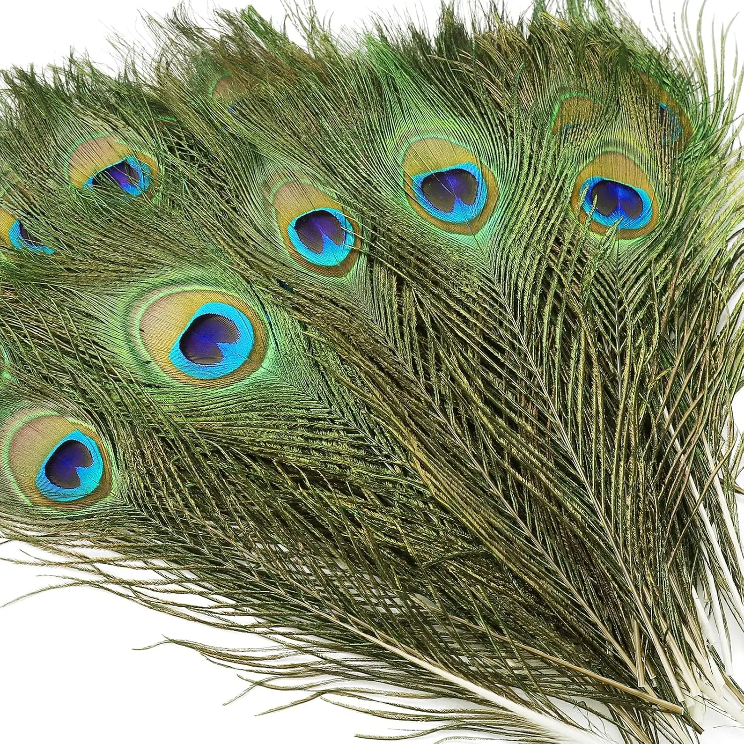 10 count Real  Peacock Eye Feathers 10-12 inch for DIY Craft Floral Arrangements,Wedding,Home and Party Decorations Feathers,