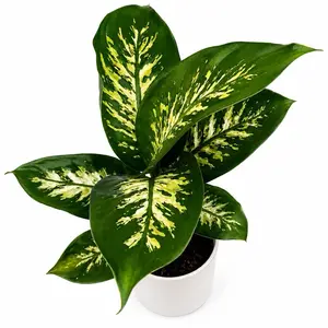 Dieffenbachia ‘Puerto Rico’ 6” Pot | Rare Variegated Indoor Houseplant | Large Tropical Foliage Plant | Easy Care Home Decor