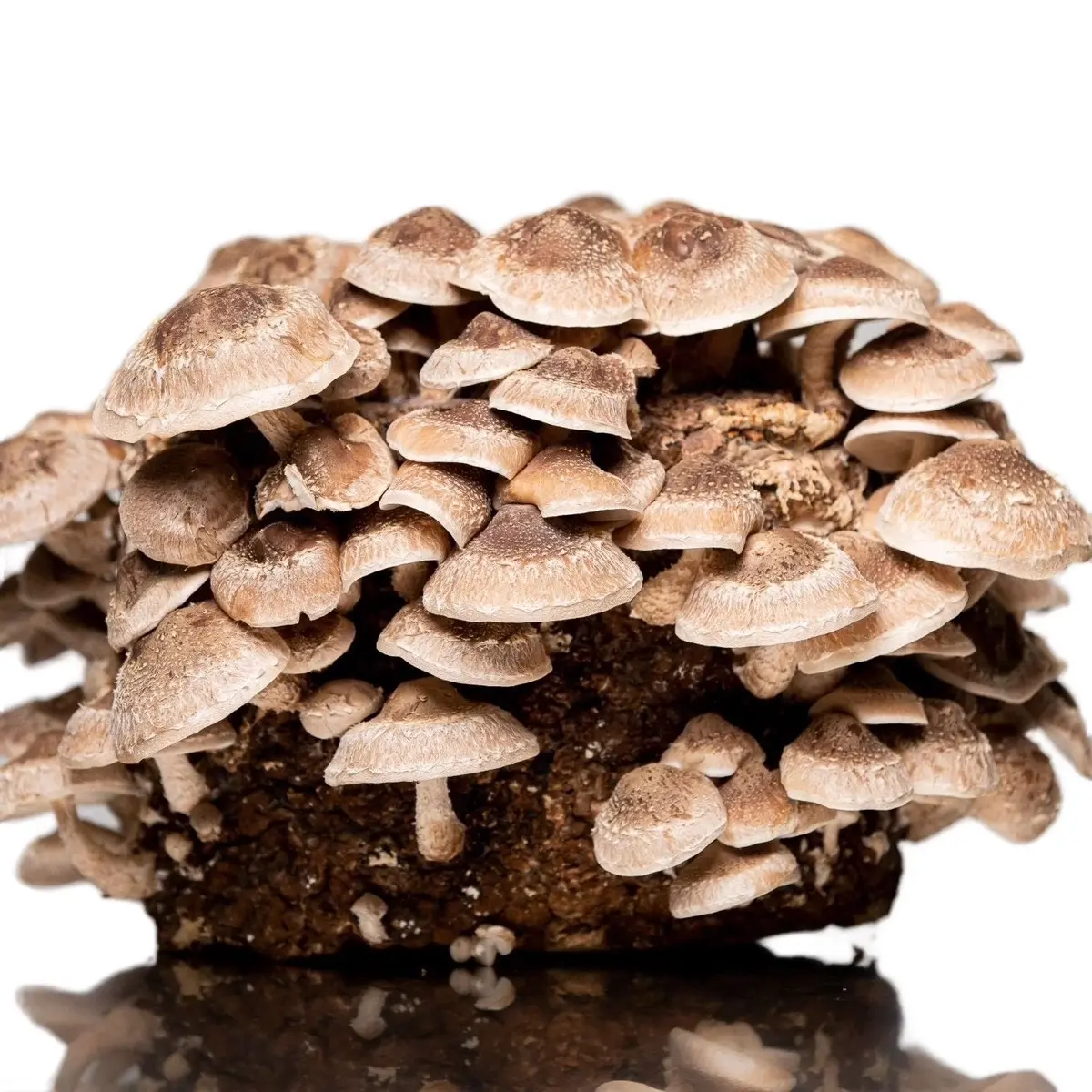 Southwest Mushrooms Shiitake Grow Kit | Easy Home Cultivation | Multiple Flushes of Gourmet Mushrooms