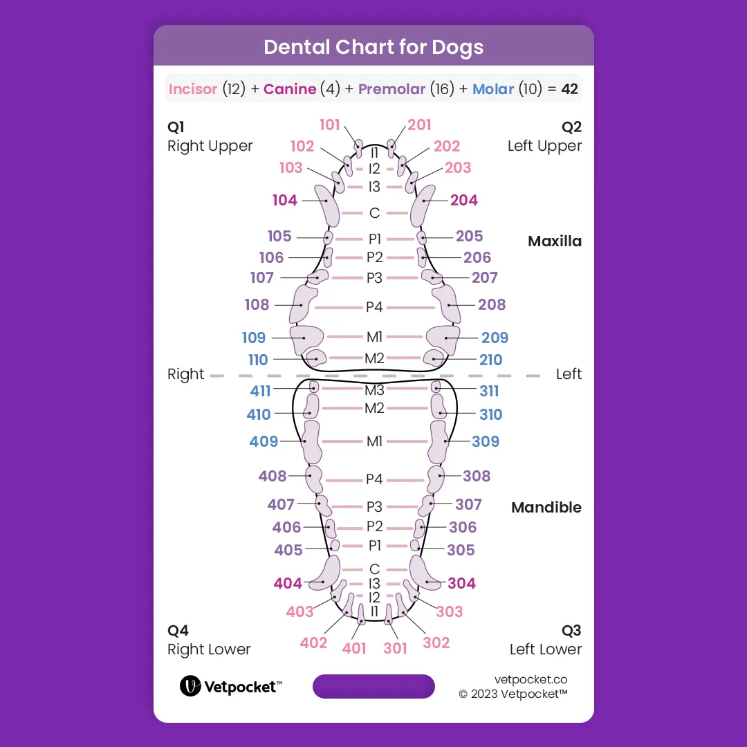 Dentistry for Dogs