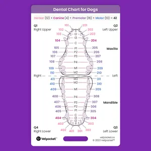 Dentistry for Dogs