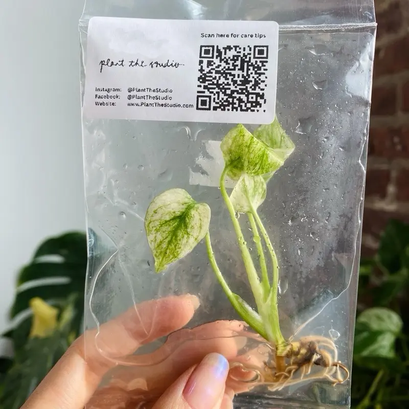 Monstera White Monster TC Plantlet