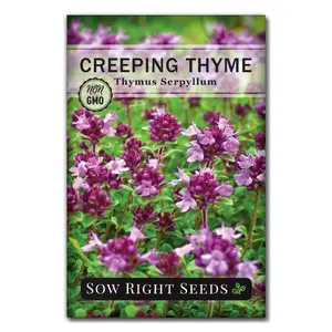 Creeping Thyme Seeds