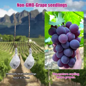 “Easy-to-Grow Grape Seedlings – Perfect for Beginner Gardeners, Home Gardens, Balcony or Backyard Fruit Vine Planting