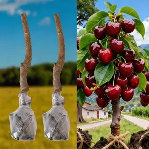 Heirloom Non-GMO Live Cherry Tree Seedlings | Farm-Raised Starter Plants, Fast Growth & Heavy Harvest, Ideal for Home Gardens, Patio Pots and Backyard Orchard Planting