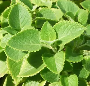 2 Cuban Oregano -  Mexican Mint- Spanish Thyme-Well Rooted plant 5 to 7 Inches