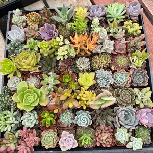 Succulent Pack 2 inch pots Mix Different Types Plant for Decorative Garden