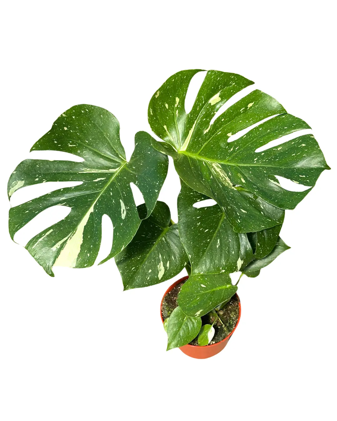 6" Monstera Thai Constellation – Monstera Deliciosa Thai Constellation – Live Plant