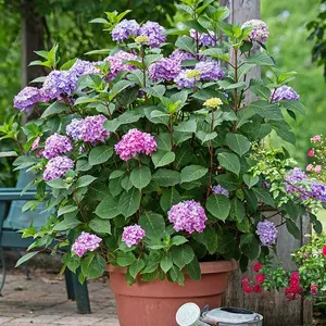 Endless Summer Bloomstruck Hydrangea