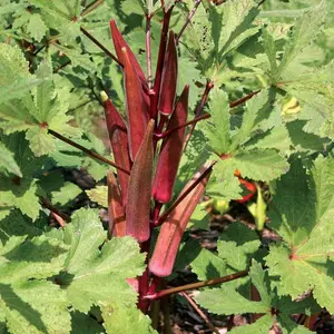 Organic Red Burgundy Okra Seeds (Abelmoschus esculentus) – Striking Red Pods, Delicious Flavor, Adds Color to Your Garden and Plate – 20+ Seeds