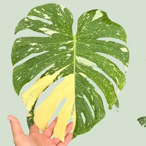 Monstera Thai Constellation 8” Huge – Premium Indoor Plant with Bold, Creamy Marbling for Home Décor