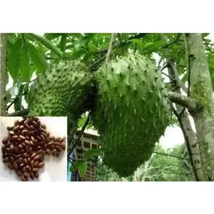 Soursop Seeds - Tropical Fruit, Perennial, Natural Green Color, Ideal for Planting and Growing