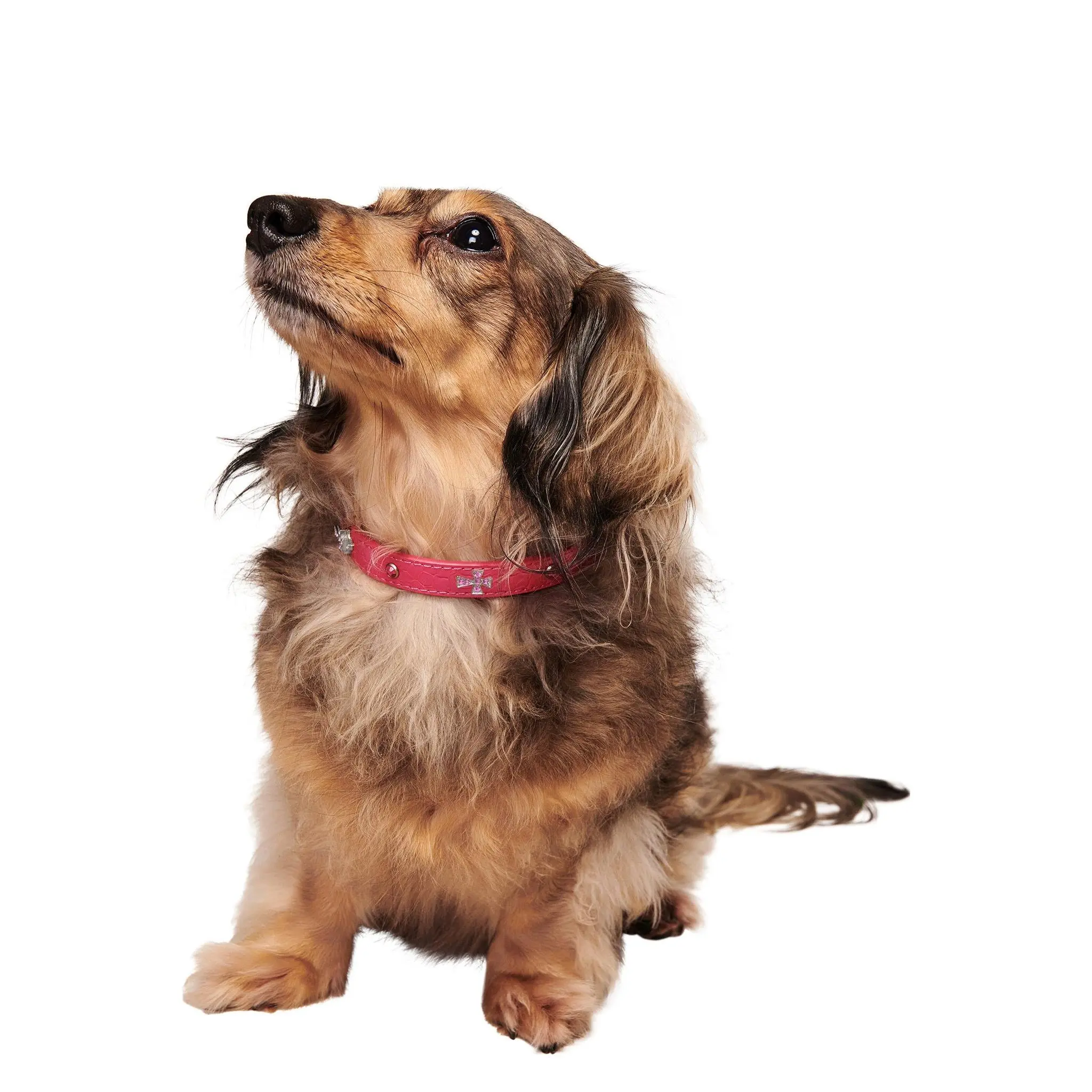 STAR PET COLLAR - HOT PINK