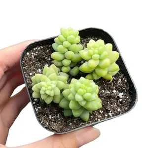 Sedum Burrito - Donkey Tail Trailing Succulent Plant in 2" Pot