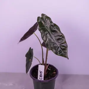Alocasia Chantrieri Live Plant 4” Pot | Rare Dark Leaf Alocasia