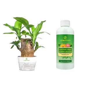 Livestream-Exclusive Link-Brazilwood Live Plant Dracaena Fragrans Non-GMO Easy Grow Indoor Outdoor Potted Plant Low Maintenance Home Office Decor Balcony Garden Ornamental Evergreen Tree